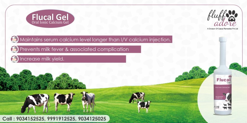 Everything You Need to Know About Calcium Gel for Animals